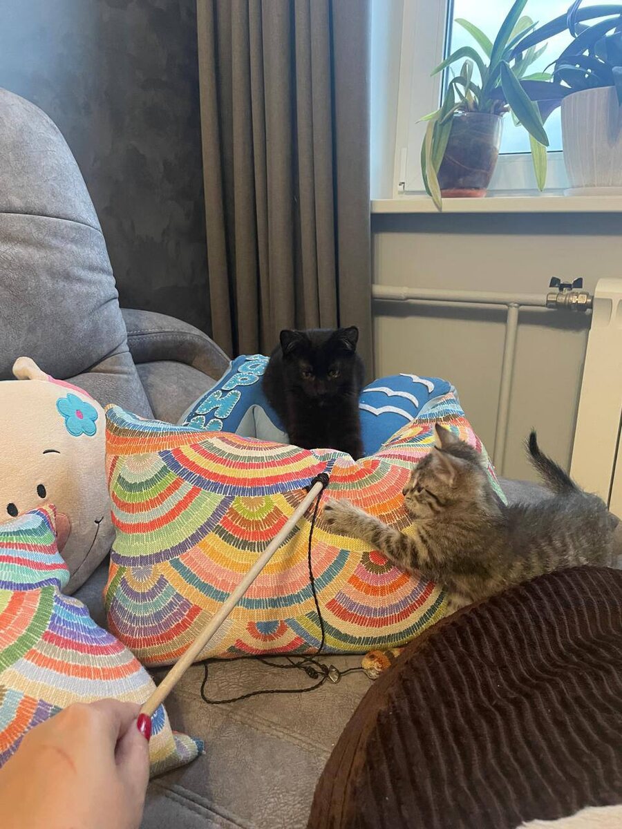 Это чудо! Двое в один дом!