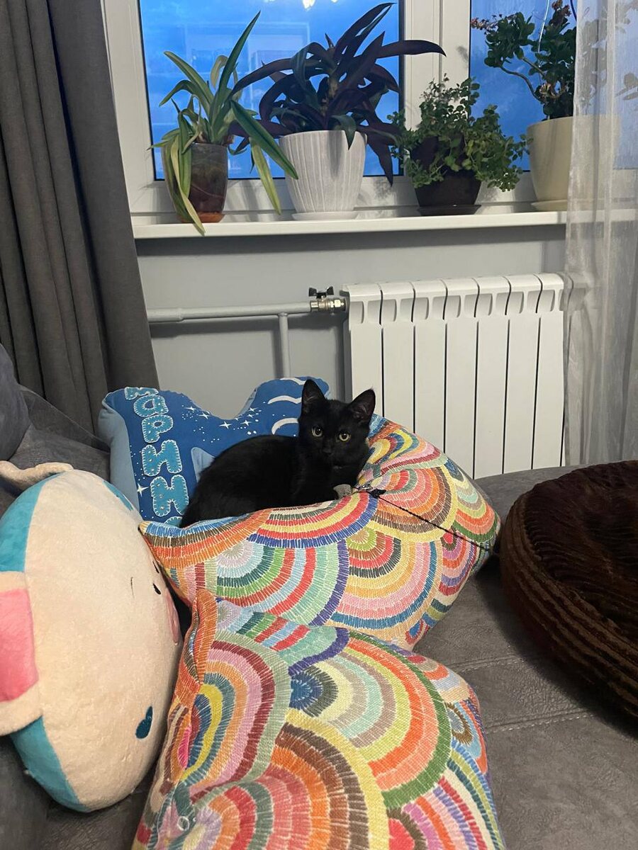 Я теперь домашний! Да!