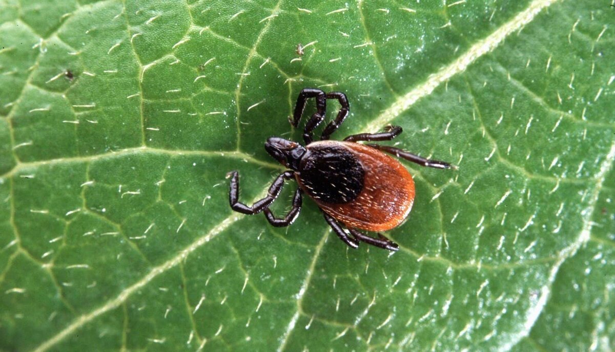 Клещ. Фото из https://www.ulalaland.ru/kleshchi-in-altai/