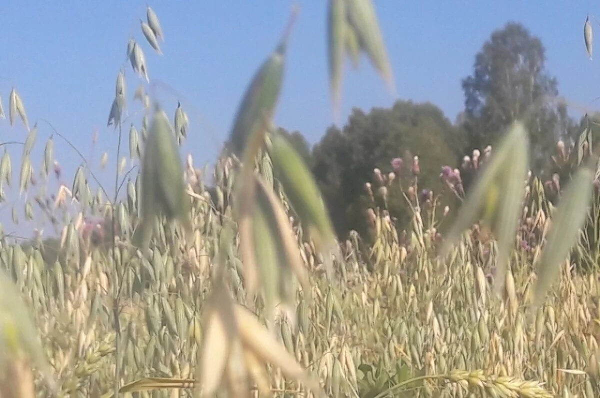    Медведица с медвежатами, поедавшими овес, стали звездой сетей в НСО