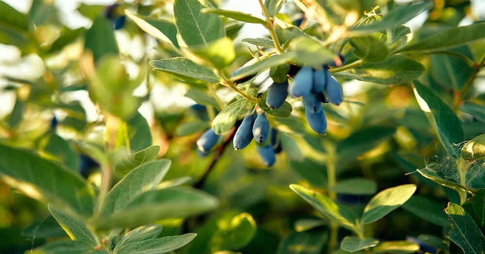 5 ошибок при посадке жимолости, которые лучше избегать