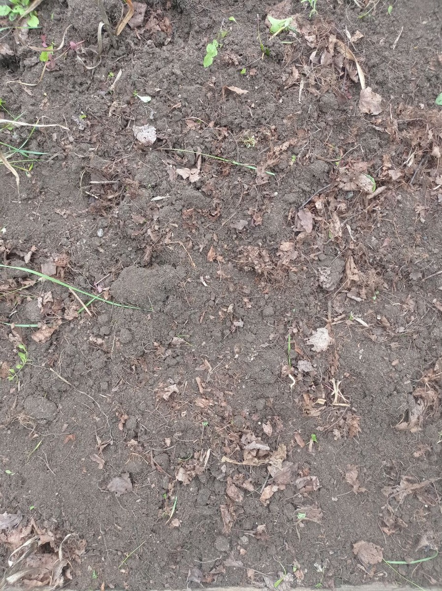 Чесночная грядка с остатками осенней мульчи.