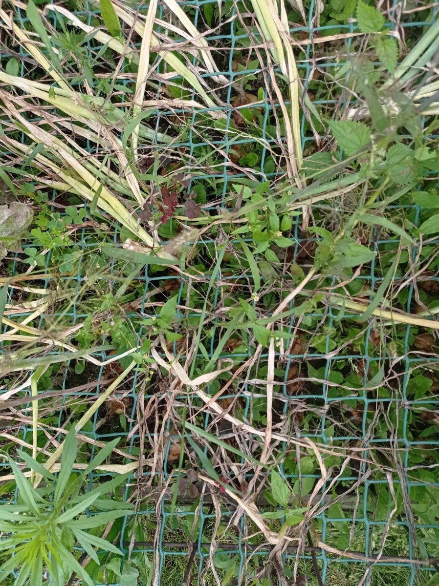 Поверьте - это лук.