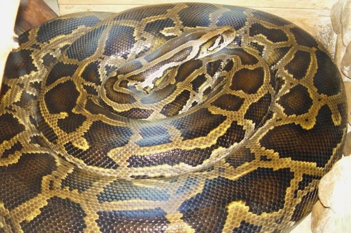    В центре Лос-Анджелеса поймали семиметрового питона