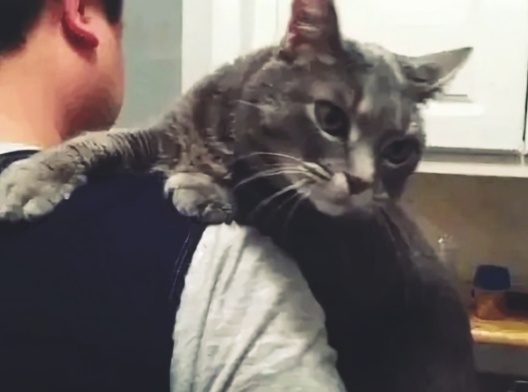 Почему кошка готова броситься на защиту хозяина. Раскрываем секрет кошачьей самоотверженности