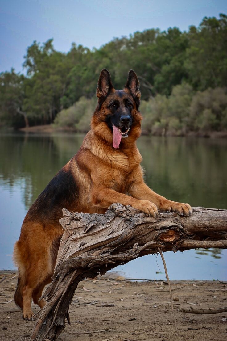 Умная, легко обучаемая, ориентирована на человека
Начинайте дрессировку с 3–4 месяцев
Требует активных прогулок минимум 2 раза в день
Кормите мясом, кашами, овощами или суперпремиум кормом
Важно избегать перегрузки командой «Фас» в детстве