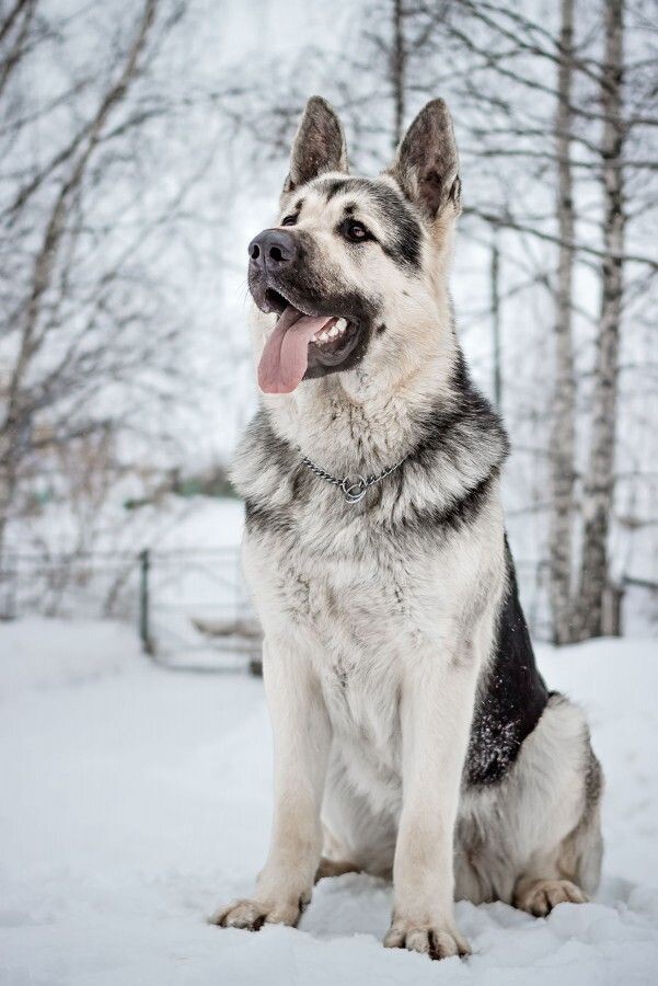 Крупная и выносливая, устойчива к холоду
Обязательно социализируйте с детства
Рацион — мясо, рыба, кисломолочка, овощи
Может быть подозрительной без регулярного общения
Оптимально содержать на частном участке с теплыми 