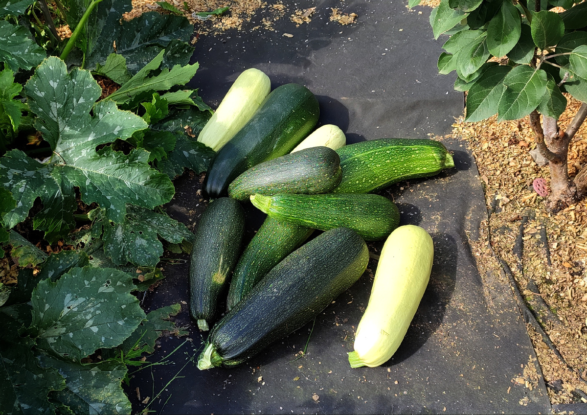 Положила их на хранение, пусть лежат, сейчас у кур и так много вкусняшек 😊
