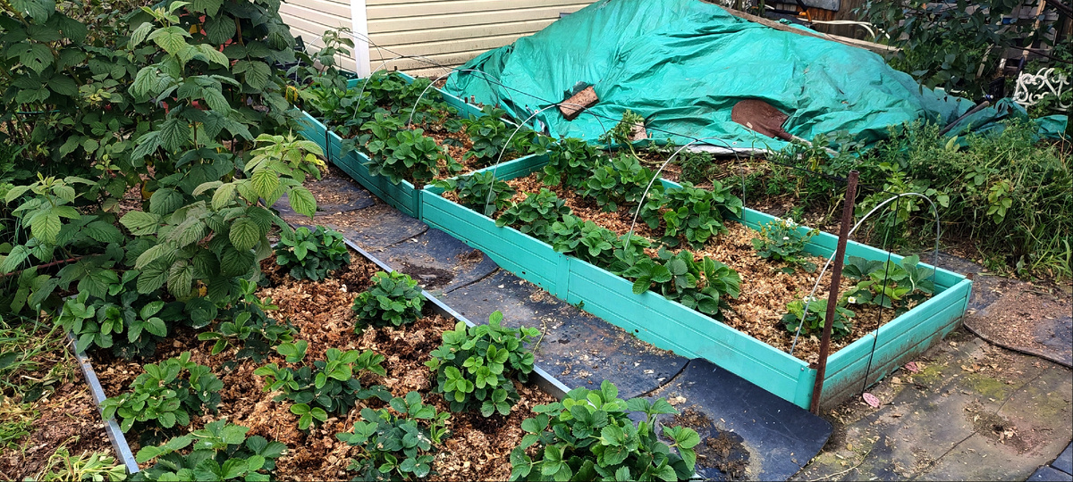 Если дожди будут продолжаться, то скоро всё сгниëт на корню.... 