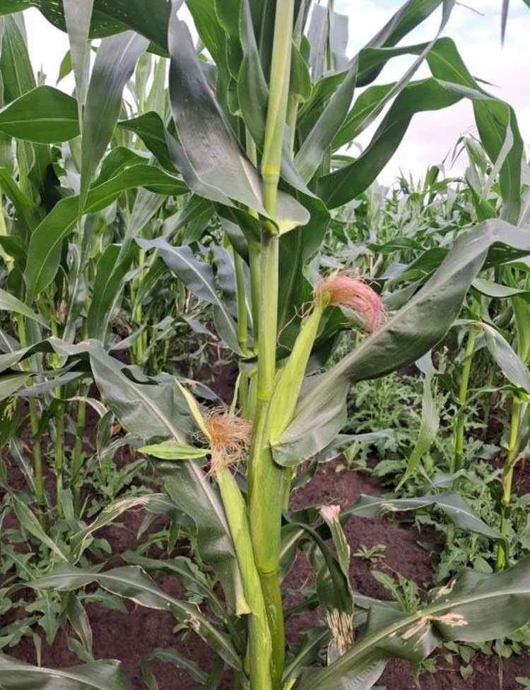 Северная кукуруза. Фото: Сыктывкарский филиал ФГБУ “РосАгрохимслужба России”.📷    Северная кукуруза процветает в Коми
