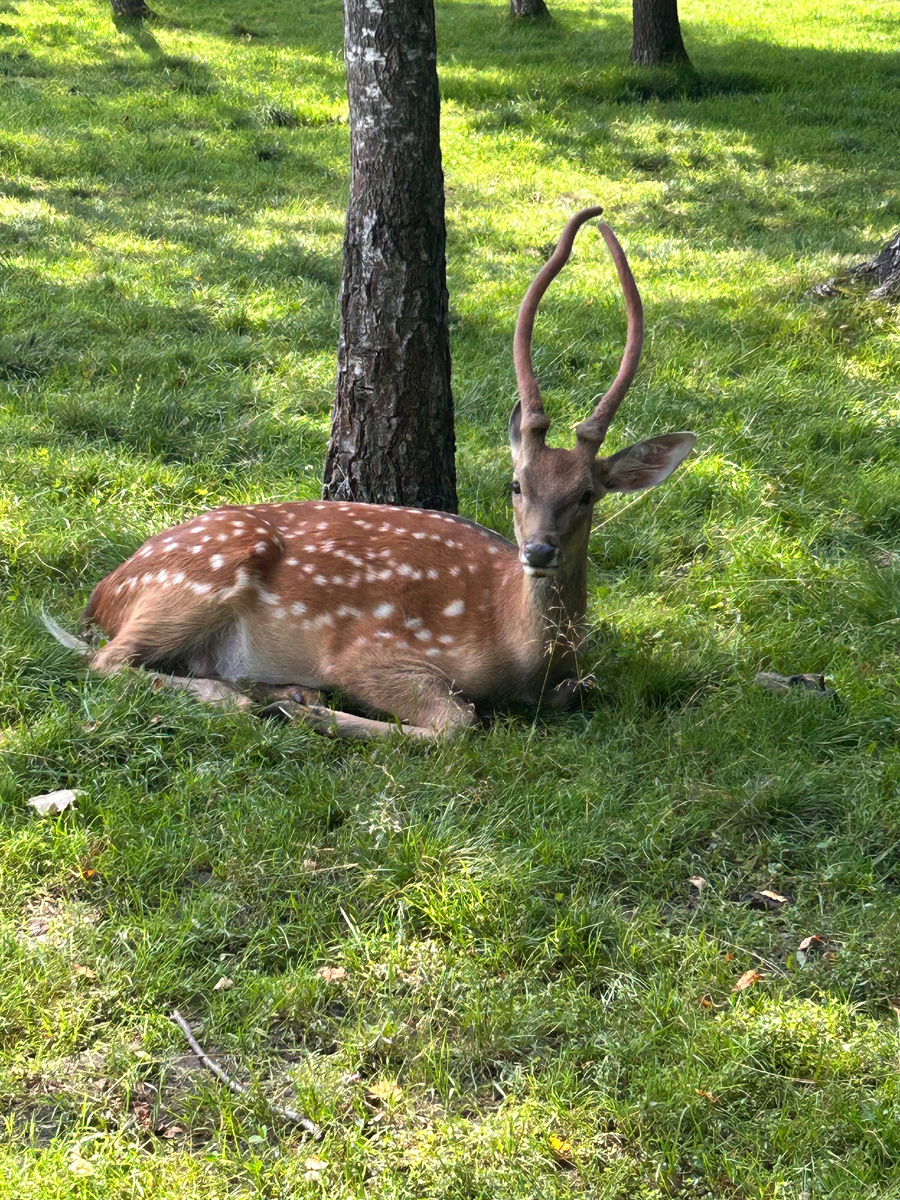 Пятнистый олень в парке Веретьево ( личное фото)