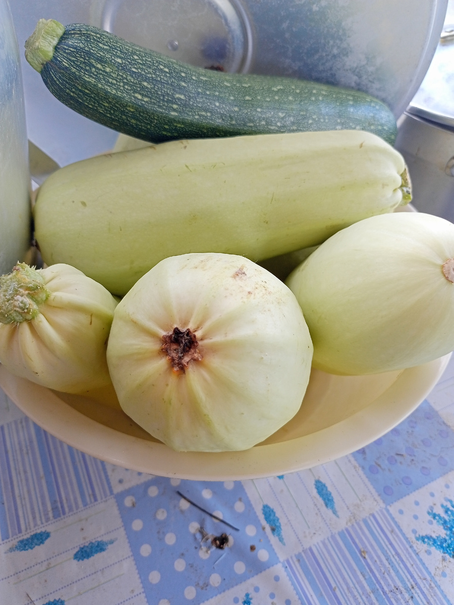 Кабачата ждут моего внимания 