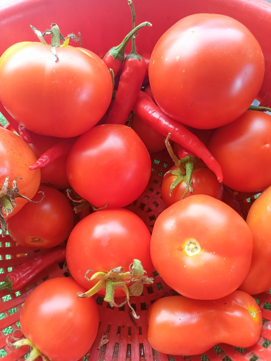 Помидоры пока так едим