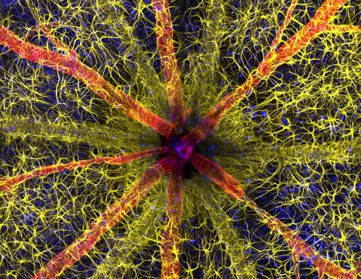 Хассанаин Камбари и Джейден Диксон / Nikon Small World📷Головка зрительного нерва грызуна