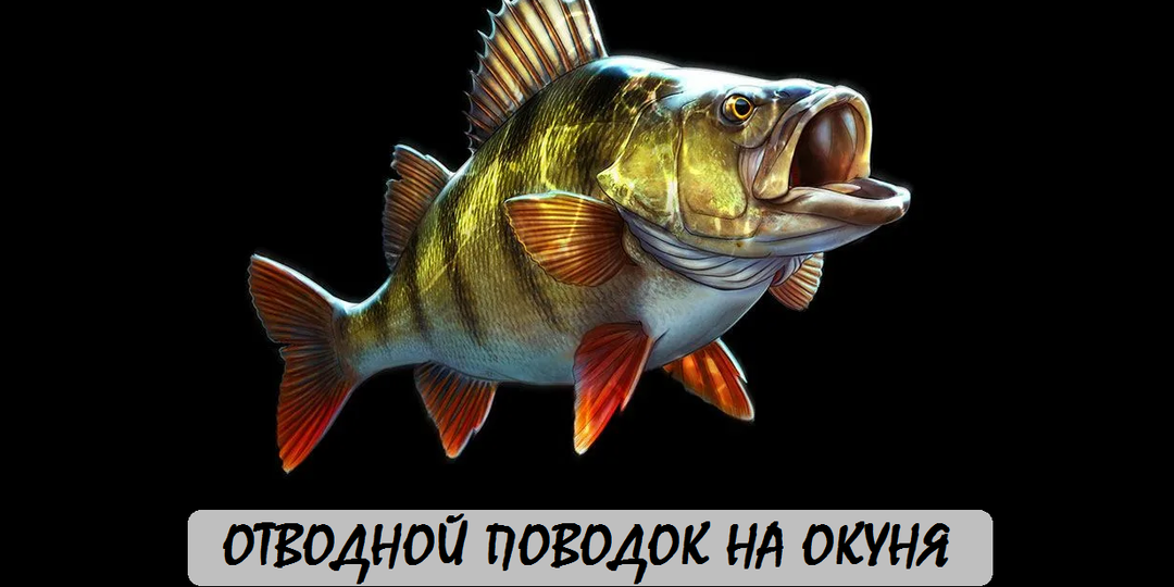 Отводной поводок на окуня: секрет ловли пассивного хищника