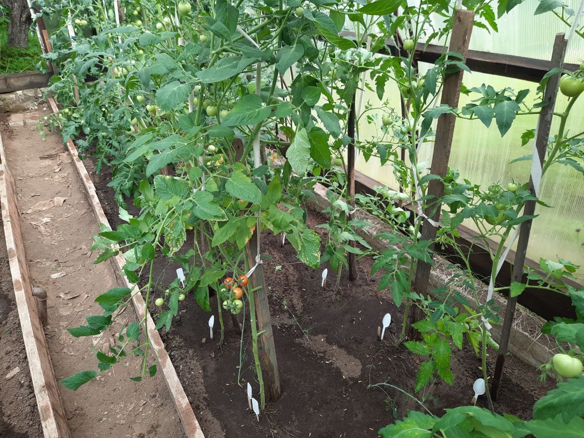 Помидоры в теплице уже зреют, 10.08.2025