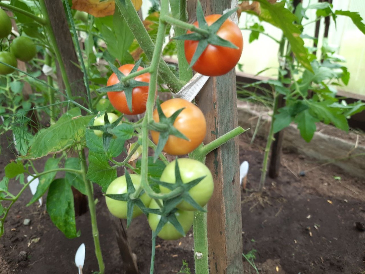 Наши три помидоры "Клюква в сахаре" в теплице уже зреют, 10.08.2025