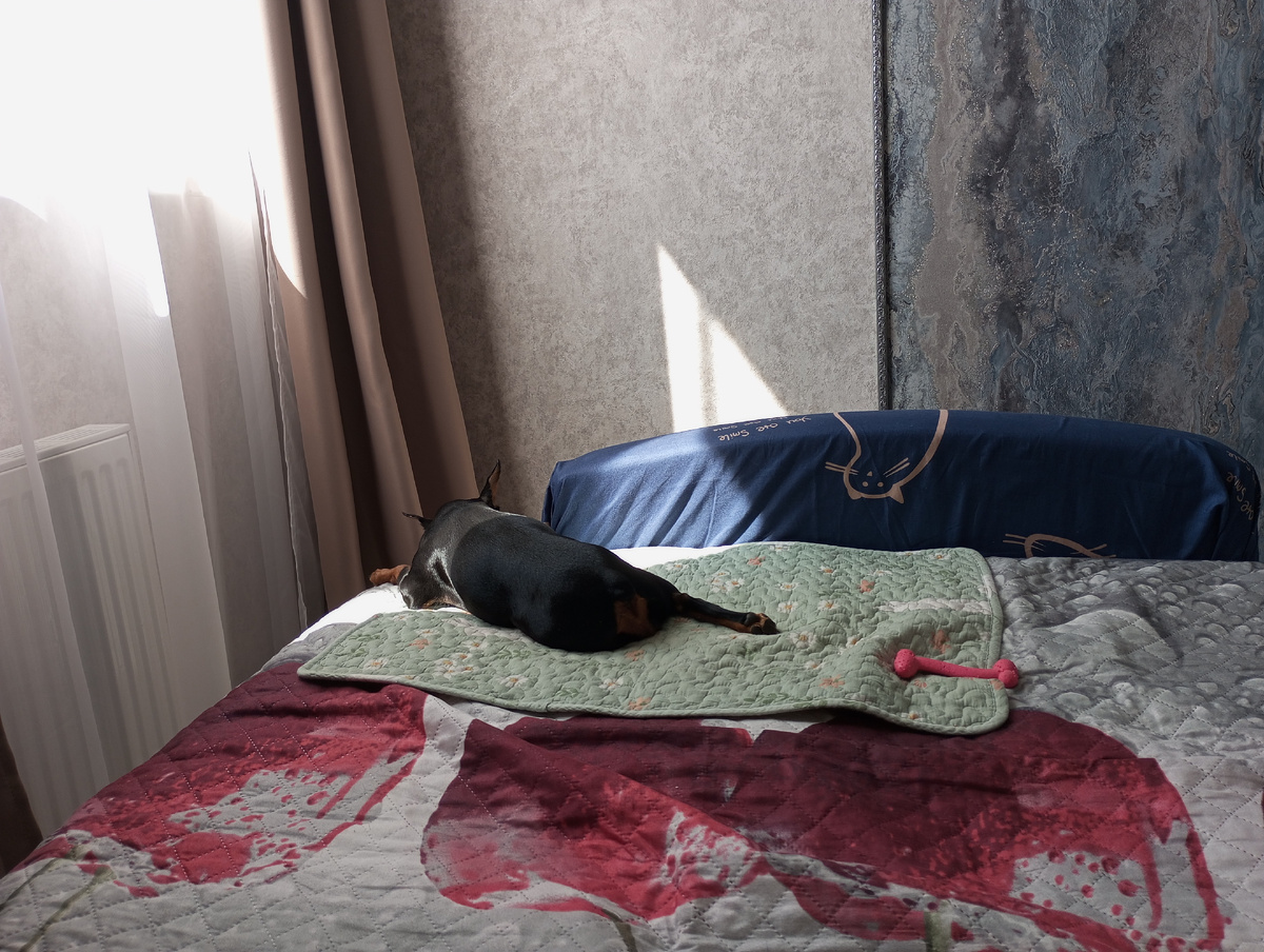 Моя "неугомонная" собака