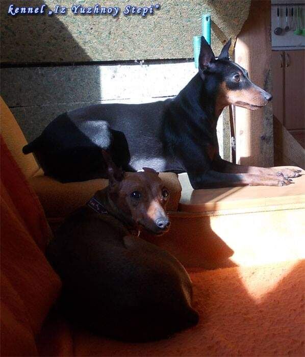 Кто где, а пинчеры на диване