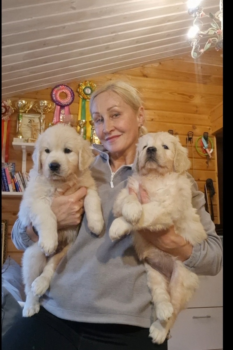 Щенки золотистого ретривера. 