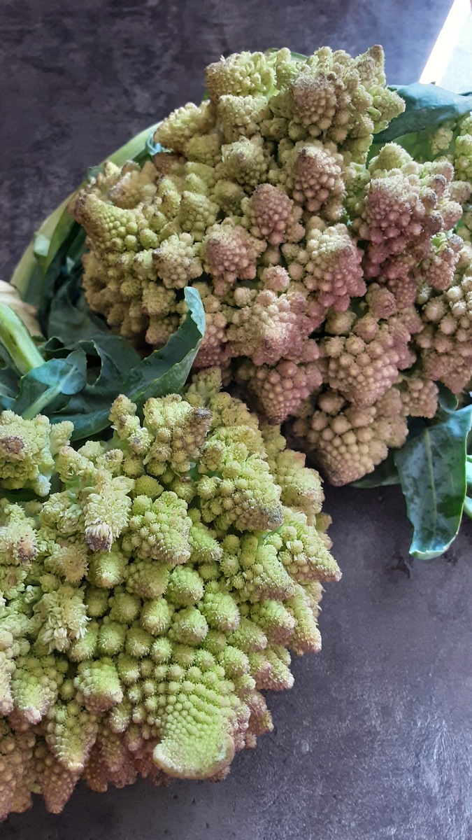 Капуста Романеско ждет своей очереди...😊
