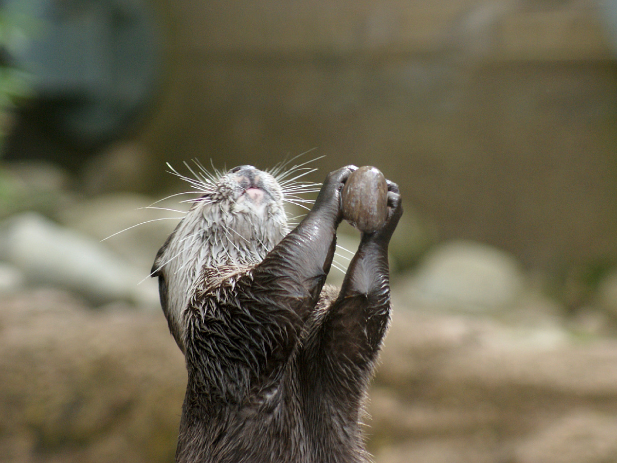 Орудовать молоточком выдрята учатся с детства, наблюдая за опытными манёврами родителей. danjc003, CC BY-NC-ND 2.0