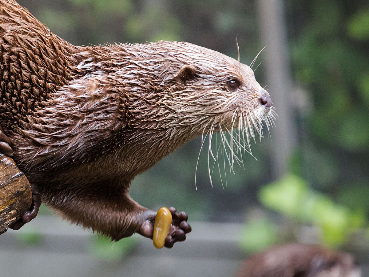 blacktigersdream, CC BY-NC-ND 2.0