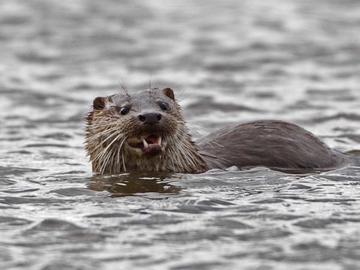 Фотография: Juan Lacruz, CC BY-SA 3.0