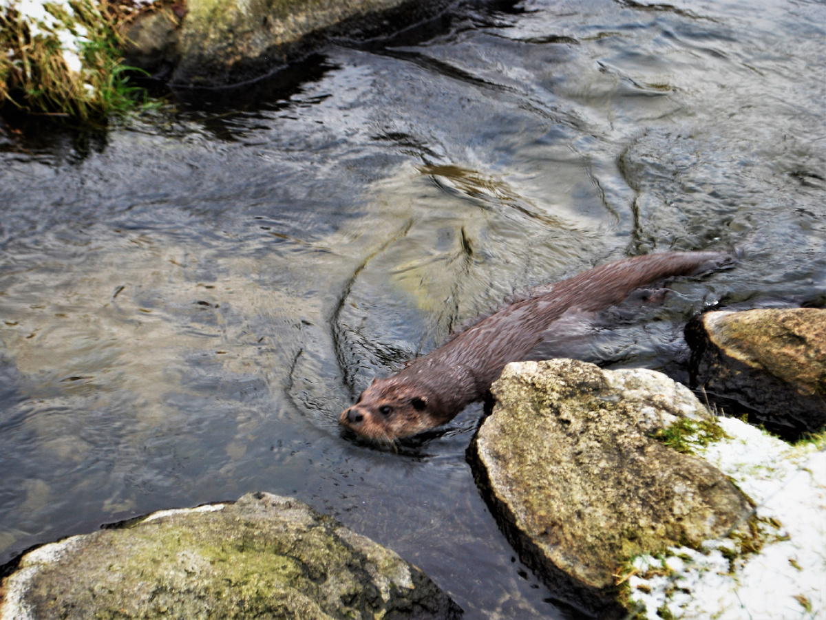 Выдра изобрела «открывашку» задолго до человека и хранит её подмышкой! Фотография: Erik Christensen, CC BY-SA 4.0