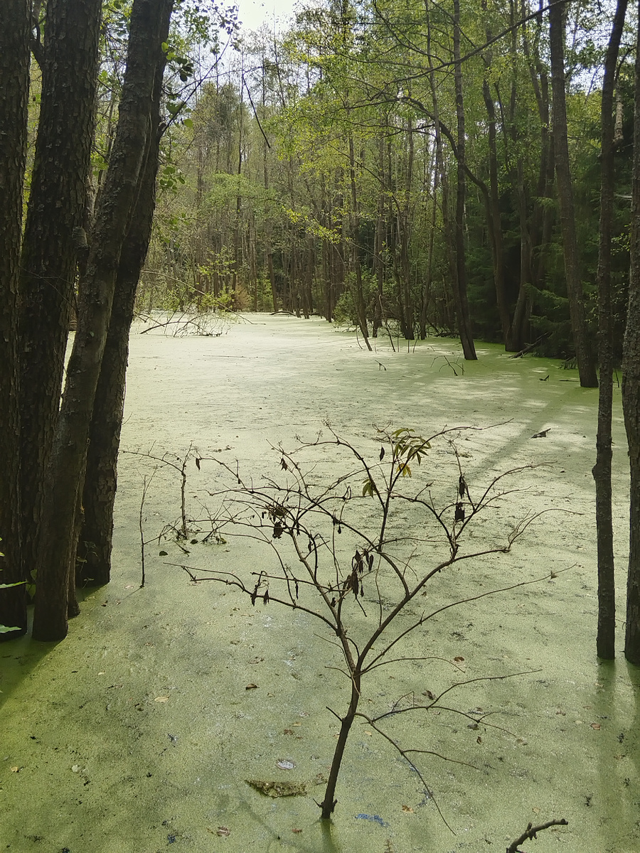 Сказочное место в лесу, ощущение что ты в другой вселенной