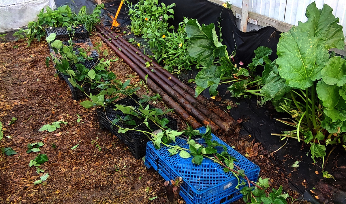 Не знаю какой она там "Гигант" 😁, но плети у неё тонюсенькие- при тонюсенькие, как верёвочки.... 