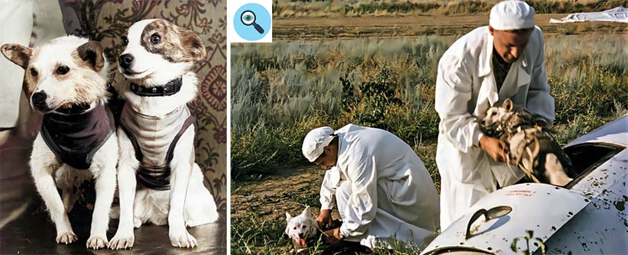 Приземление собак в СА