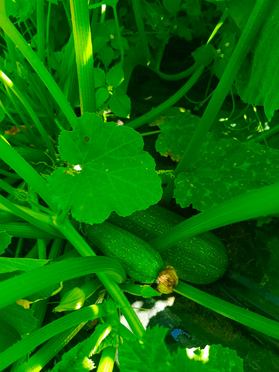 кабачок Диамант, фото моё