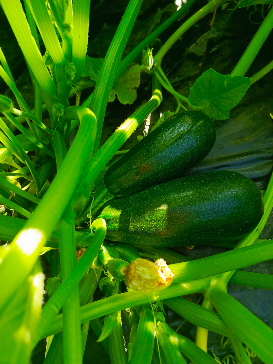 кабачок Диамант, фото моё