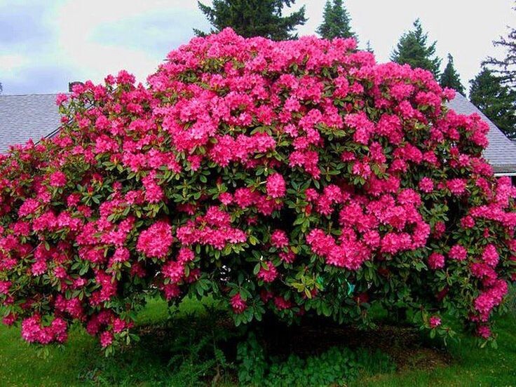 Рододендрон. Источник фото Pinterest