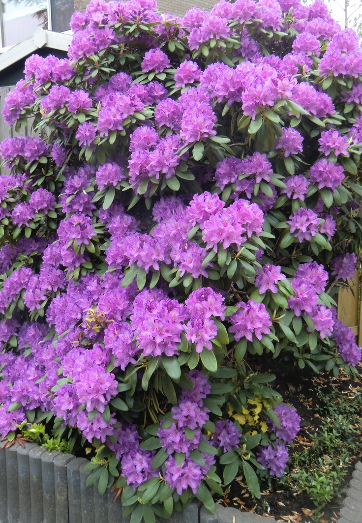 Рододендрон. Источник фото Pinterest