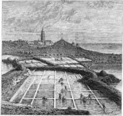 Бассейны для получения соли испарением морской воды. Бретань (Франция), около 1880