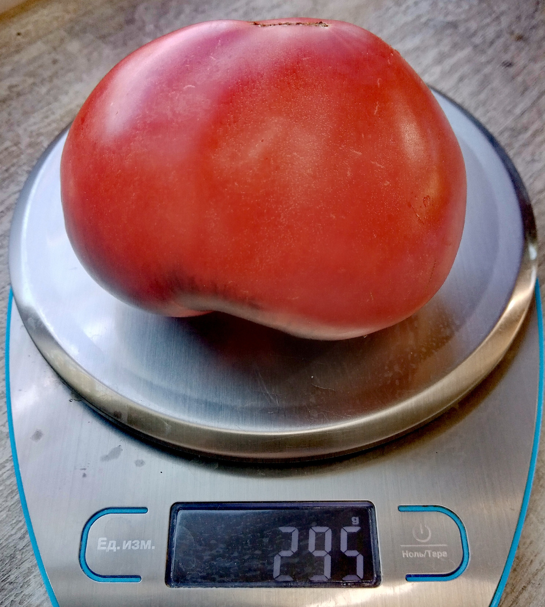 Фото автора от 11.08.2025г. Вес плода 295 граммов.