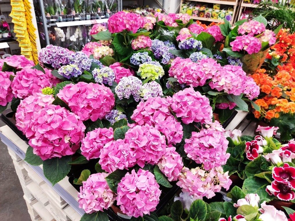 В магазине весной такая красота, но... (смотрите следующее фото)