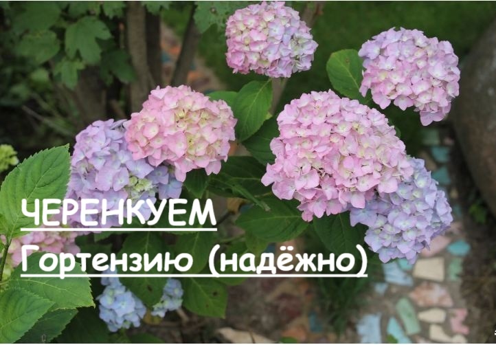Черенкование гортензии в августе: инструкция для начинающих