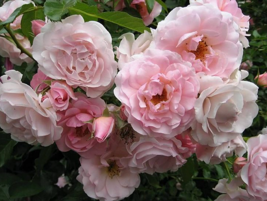 Никаких торфов, компостов. Земля не даст корням замерзнуть, а весной легко разгребается.