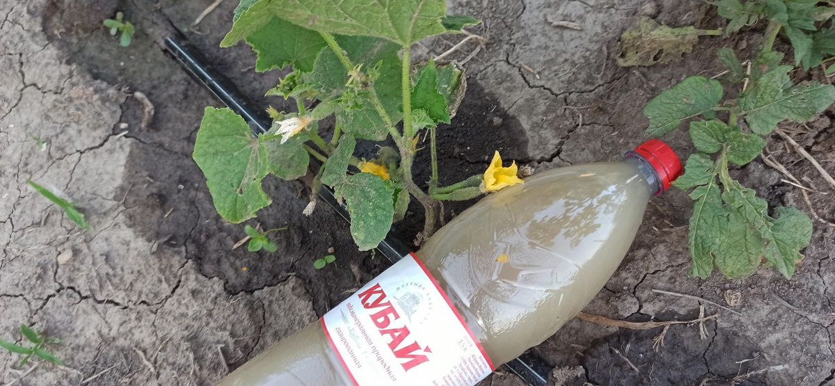 Поливать только по влажной земле