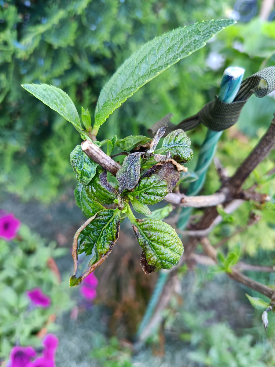 Сад автора, весна, гортензия с признаками болезни