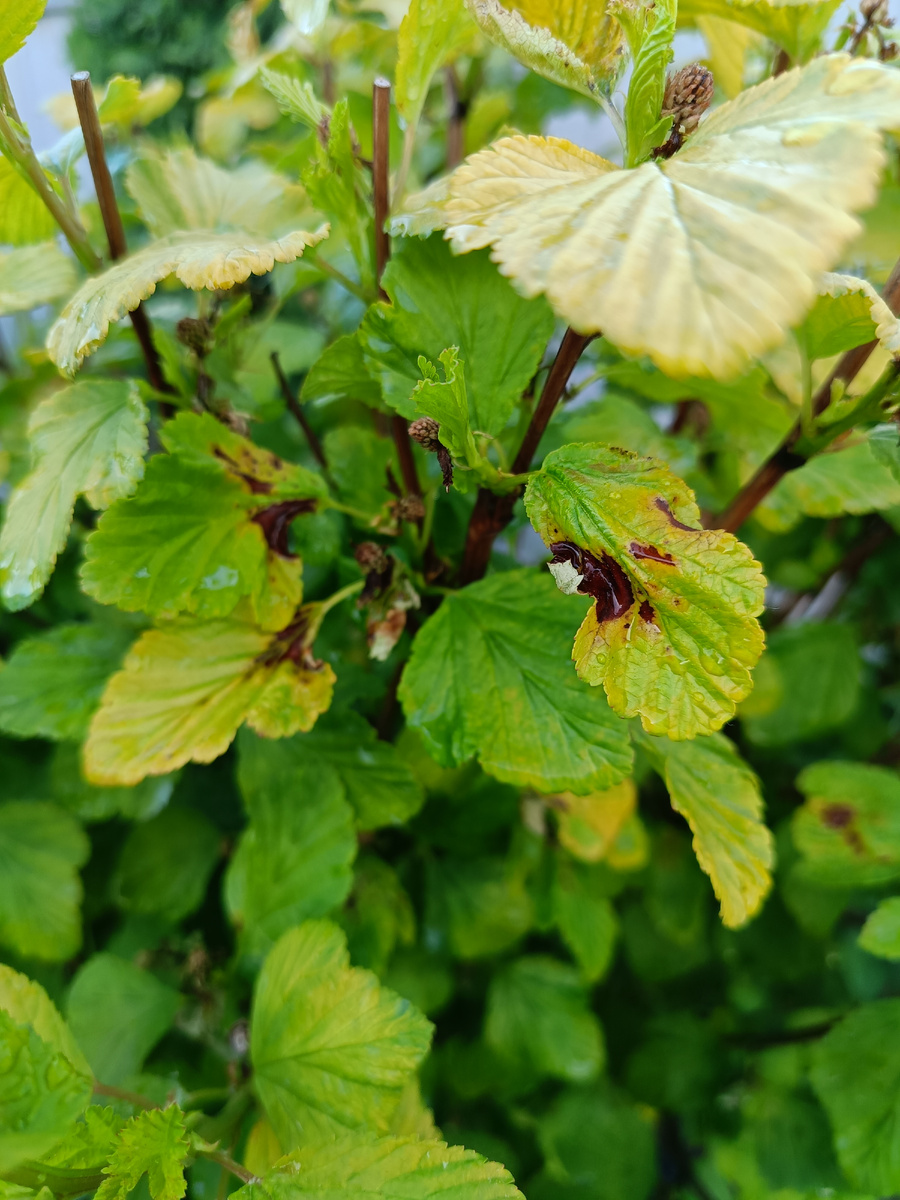 Сад автора, весна, Пузыреплодник Ангел голд
