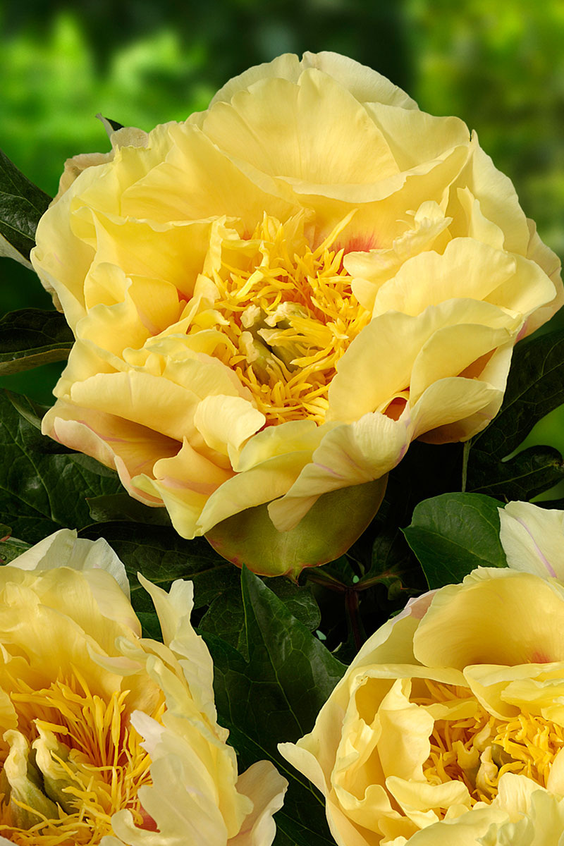 Прейри Чарм