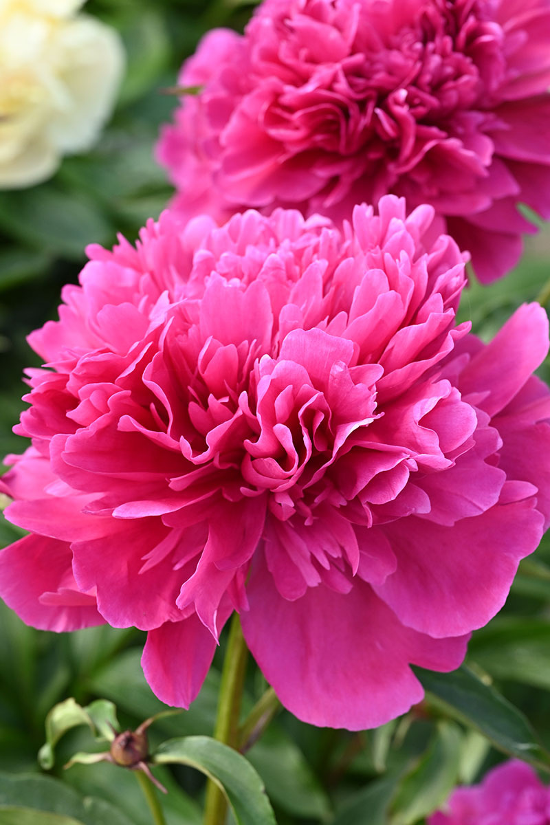 Александр Флеминг