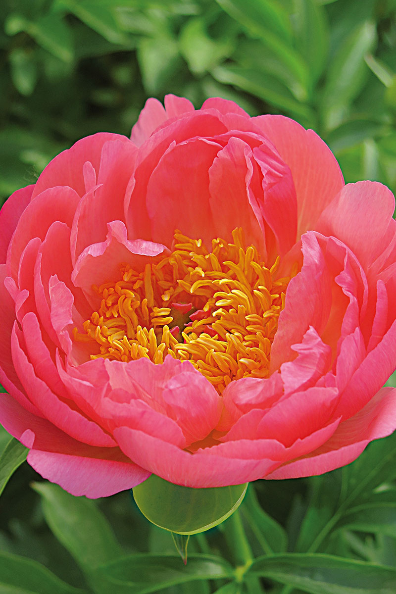 Корал Сансет