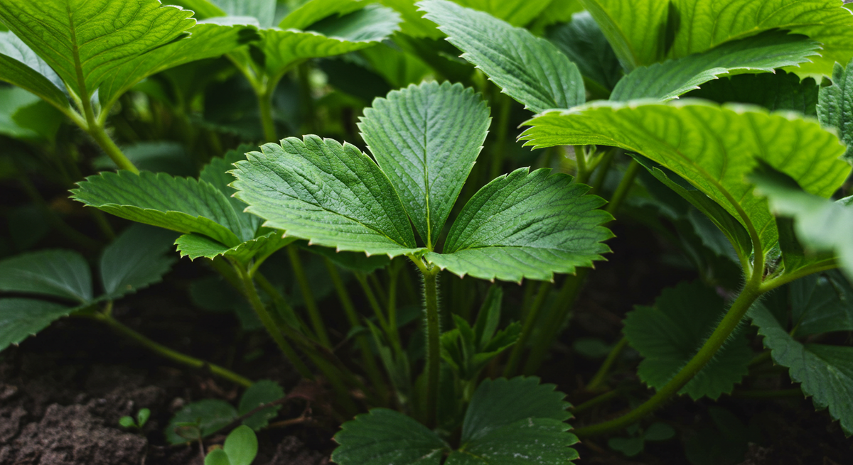 Растения начали буйно наращивать зелёную массу вместо того, чтобы готовиться к зиме и закладывать цветочные почки.