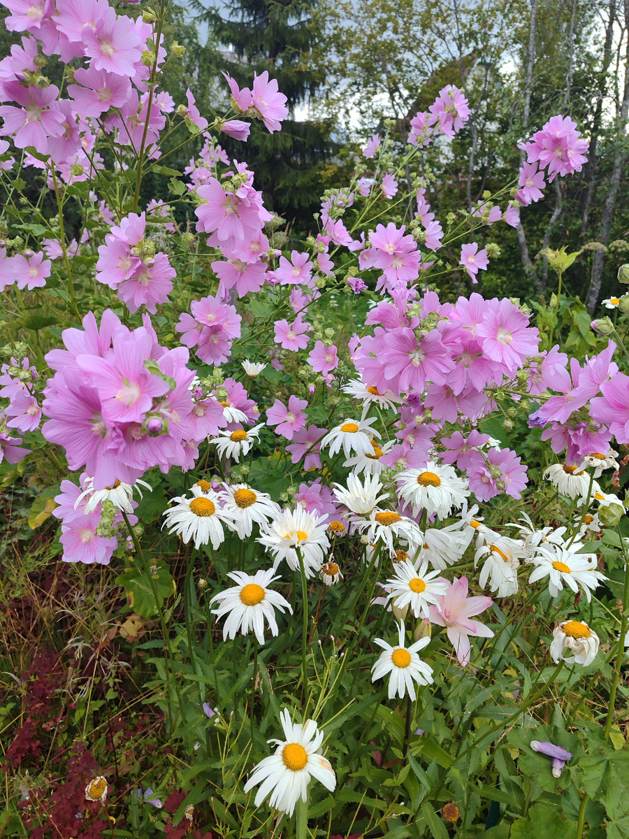 Буйство летних красок