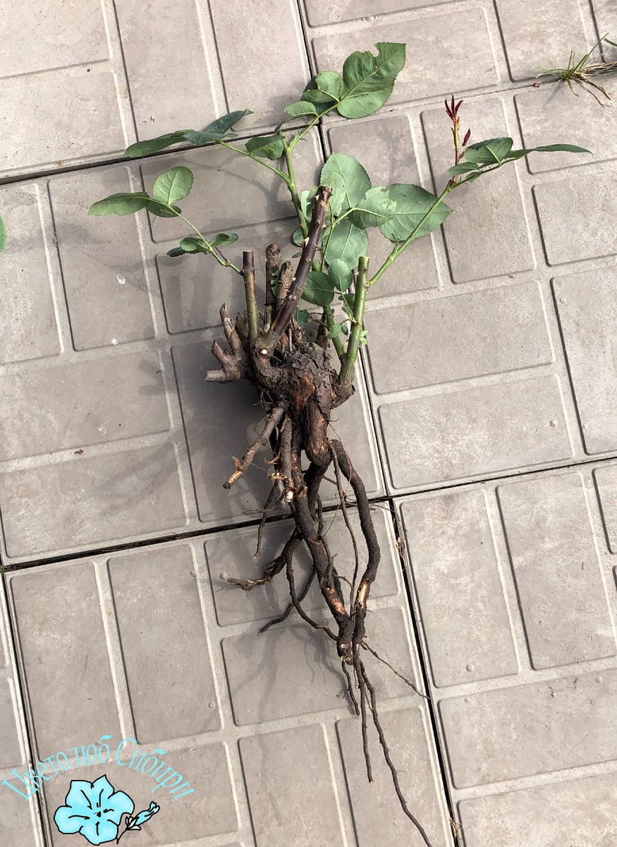 Выкопанная для пересадки роза